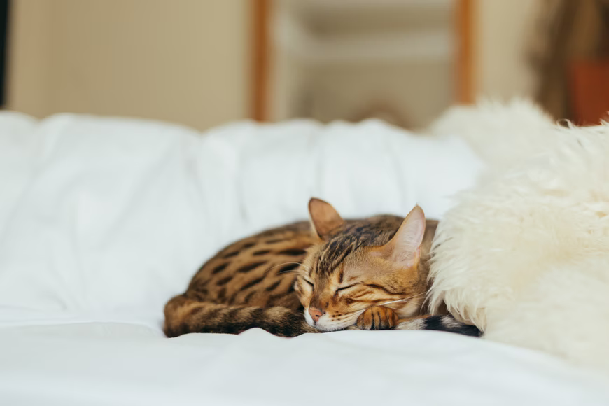 Как уложить спать котенка
