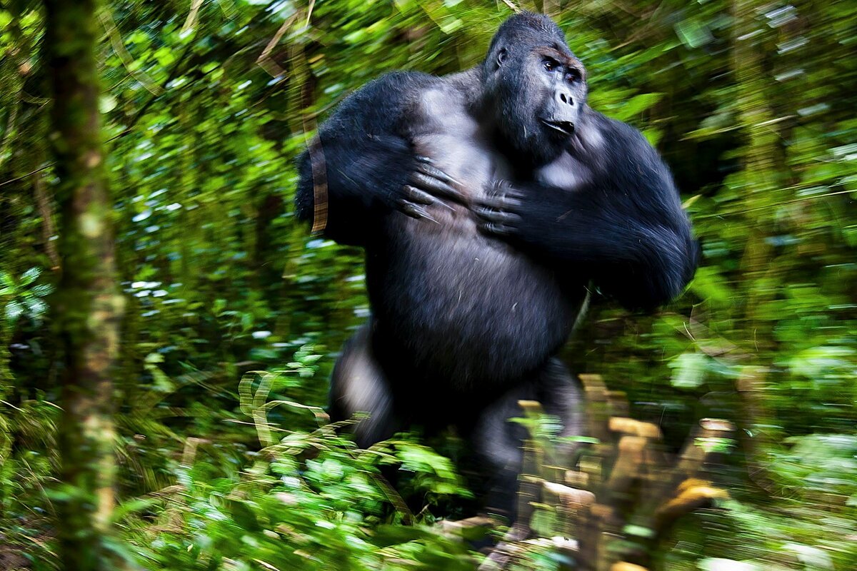 Фото: Josef Friedhuber, naturephotographeroftheyear.com
