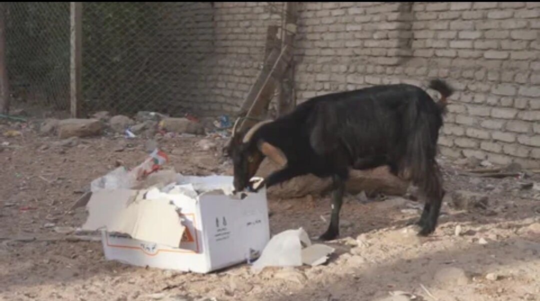 В фейсбуке даже была группа,посвященная этим козам. Что-то вроде "The assalah goats" 😂