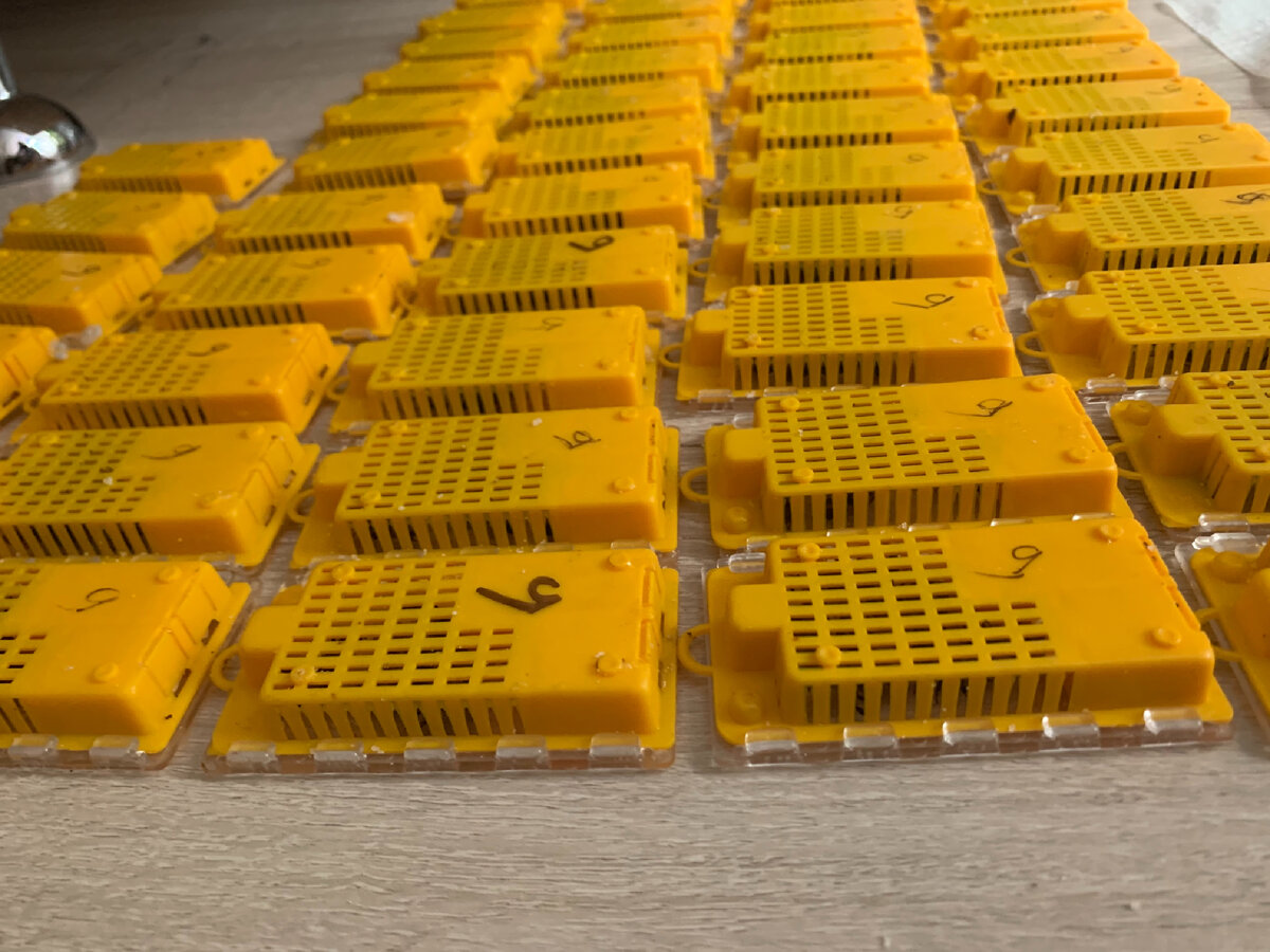 Ежегодно мы обеспечиваем пчеловодов более 1000 плодными матками. Компания КАИГА