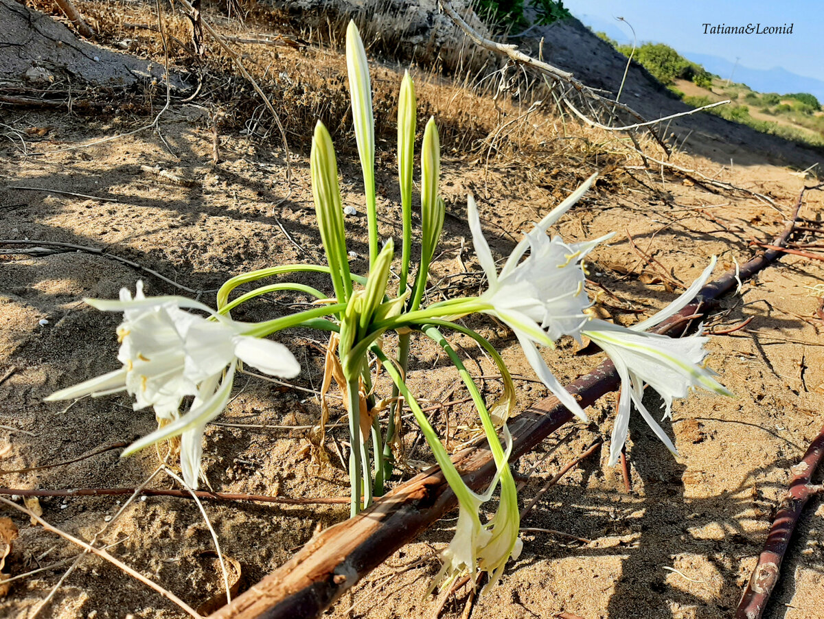 Панкраций морской
