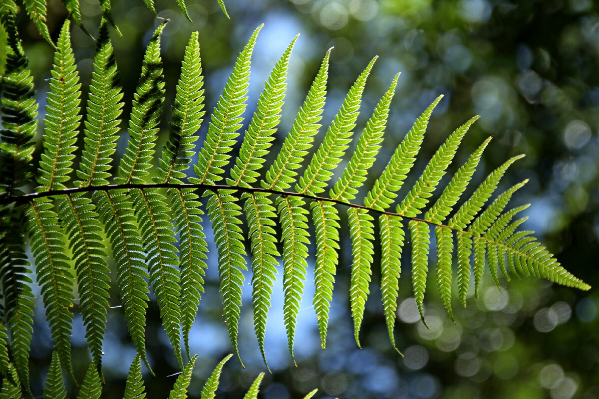 Автор фото Pixabay