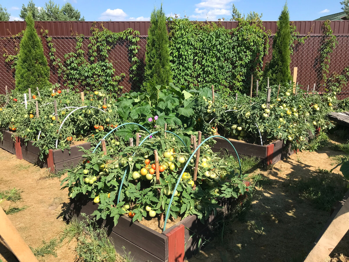 15 августа 2021 - начало массового окрашивания плодов