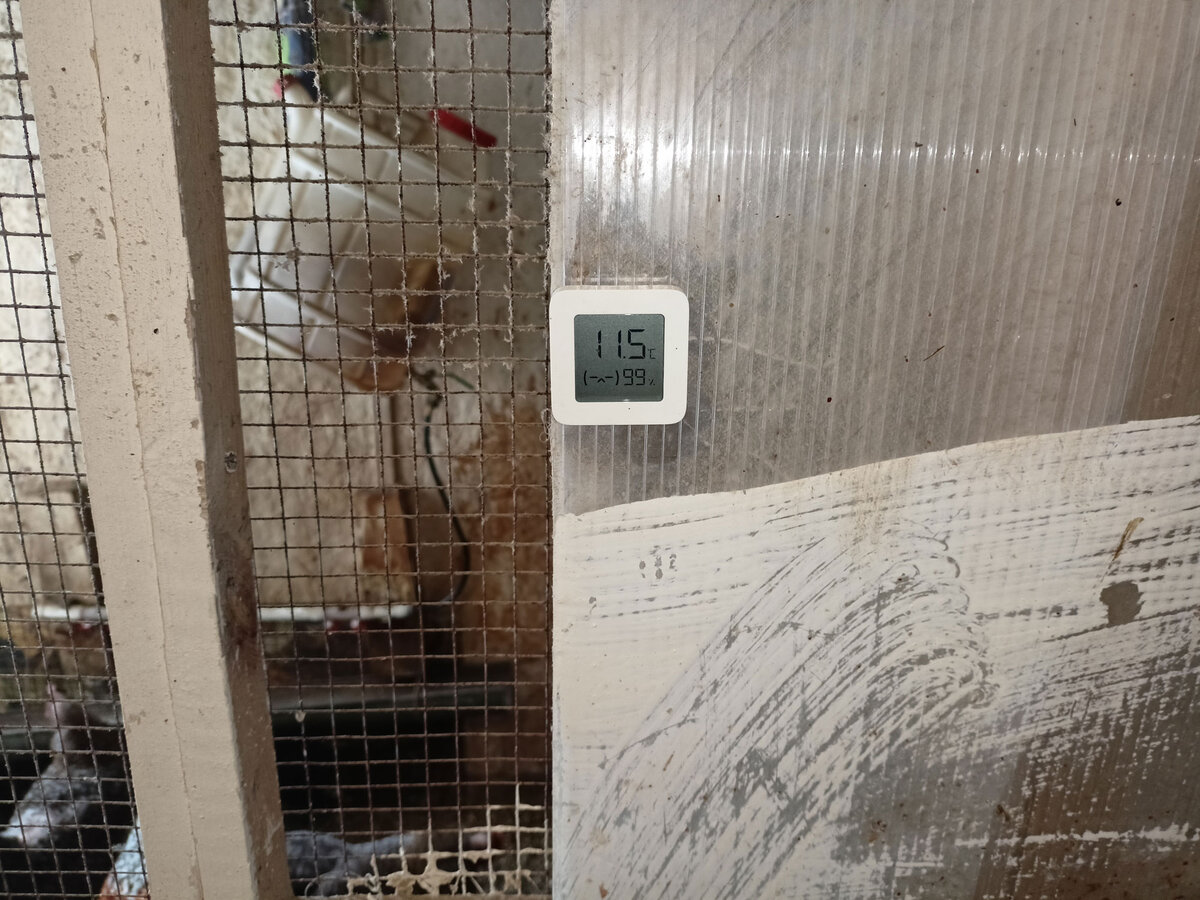 В курятнике