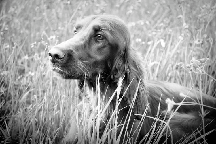 К сожалению, "портретов" Пирата не сохранилось. Это другой ирландский сеттер. Источник http://images4.fanpop.com/image/photos/24300000/Lily-and-Maeve-irish-setters-24306217-750-502.jpg.