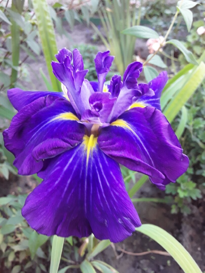Ирис мечевидный, сорт Dinner Plate Jell-O, поставщик - "Гаршинка"