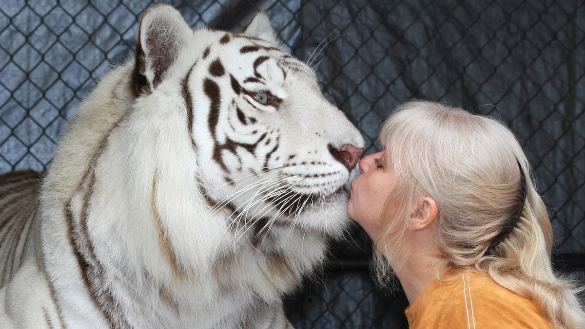 Блонда лижет. Дженис Хейли. Дженис Хейли и тигры. Объятия с тигром. Домашний белый тигр.