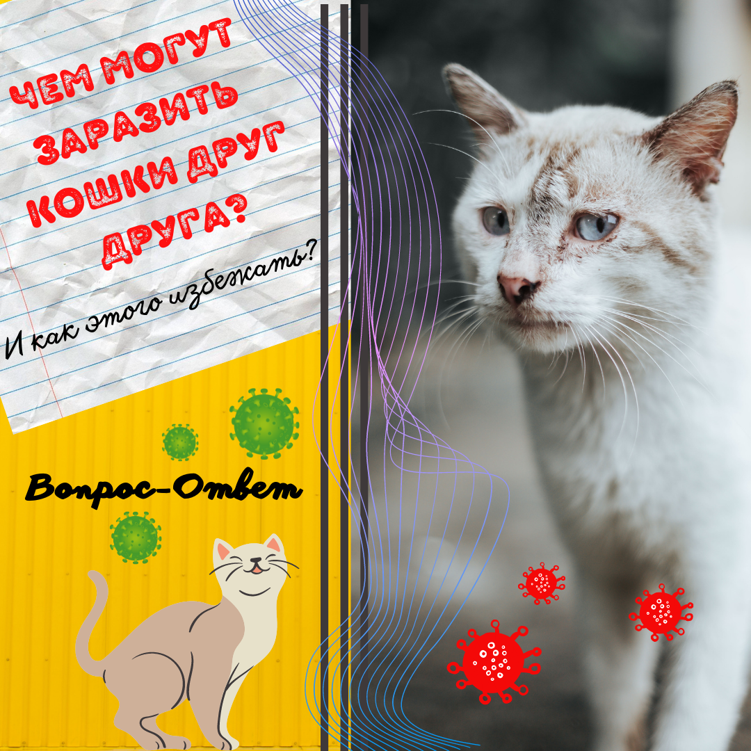 Подобрали котенка с улицы — что делать