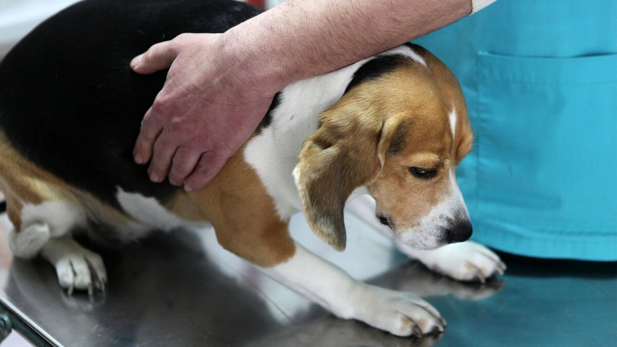 Признаки отравления крысиным ядом у собак