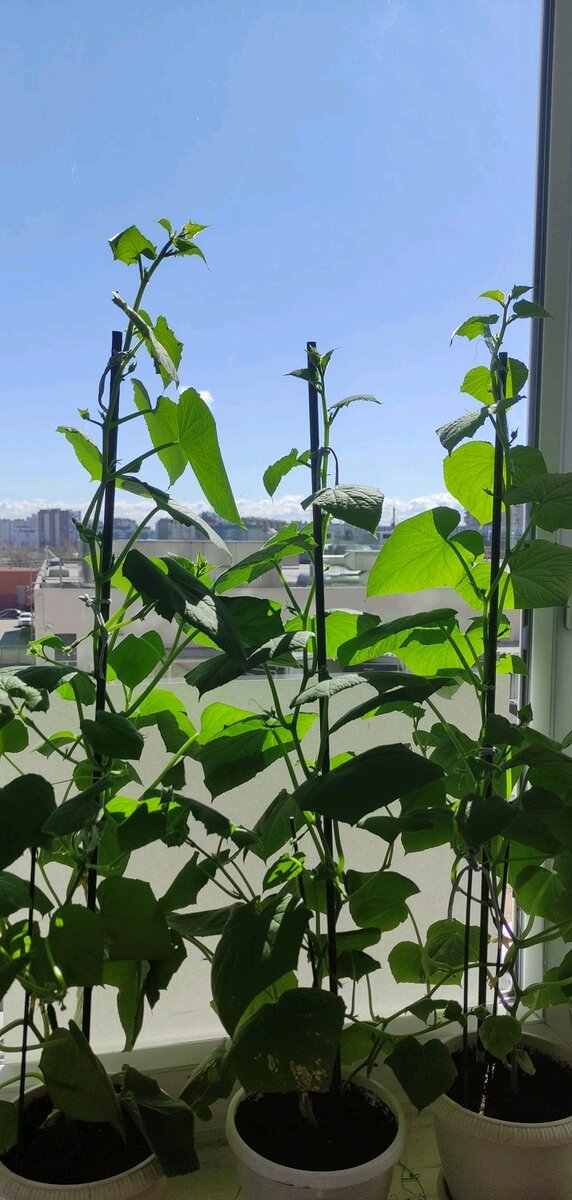 Огурец"Трюкач"