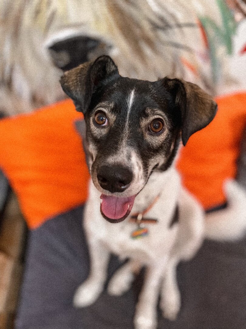 Кира, живёт в пёсокафе с сентября 2021 года