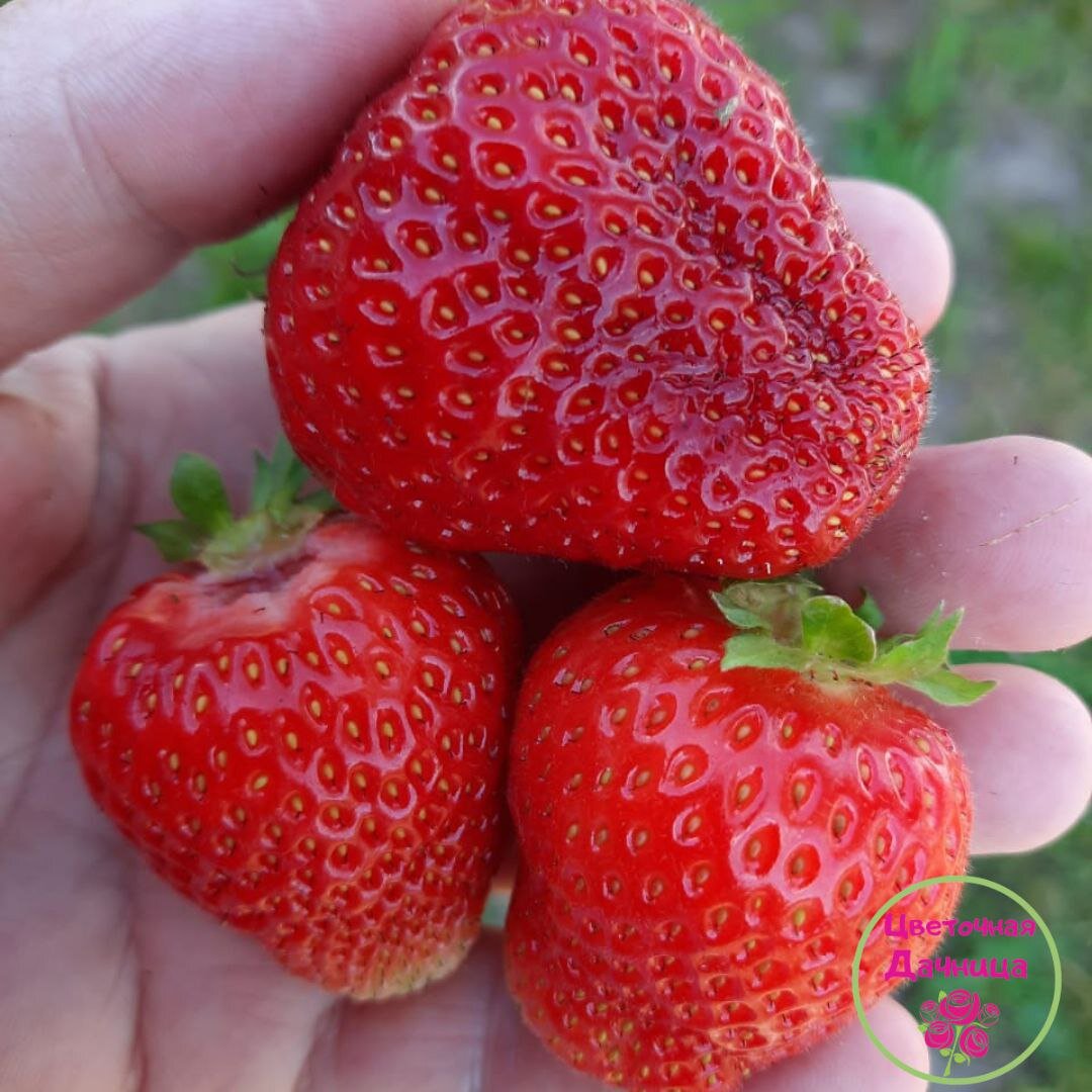 Клубника с моей грядки. 