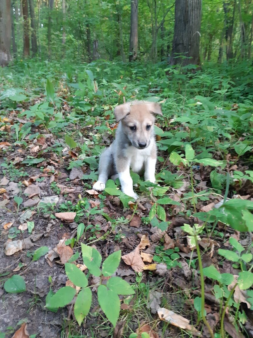 Лесной щенок. Лесной щеночк. Лесная собака в России. Щенки найденыши. Найденыши собаки