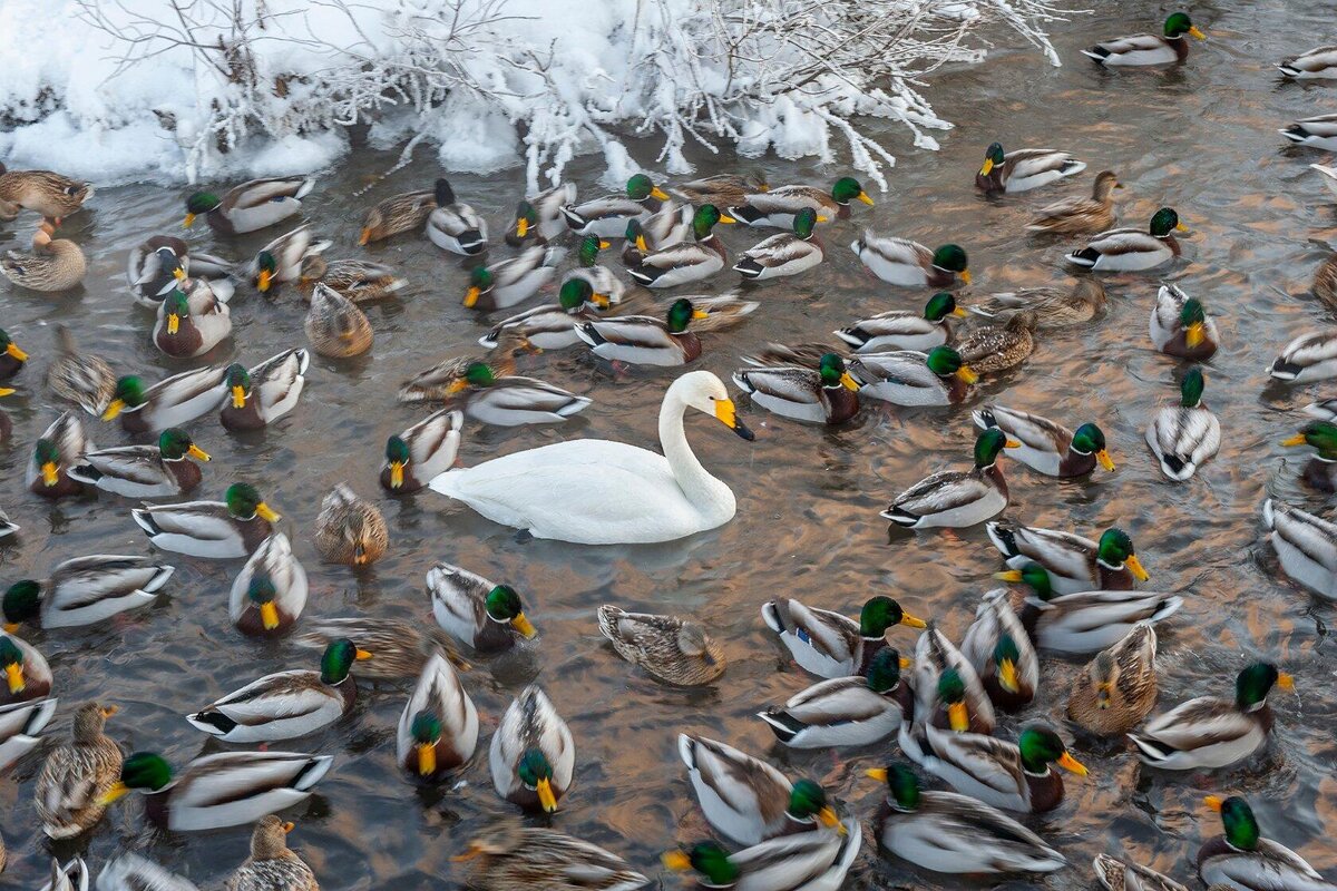 "Когда поймёшь умом, что ты один на свете и одиночества дорога так длинна, то жить легко..."