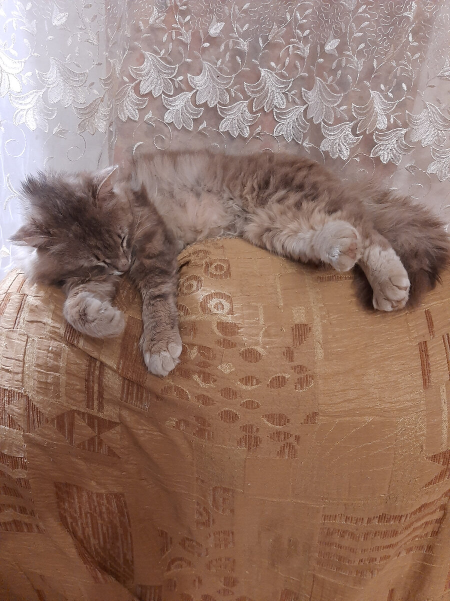 наглейшая серая морда осваивает мое кресло