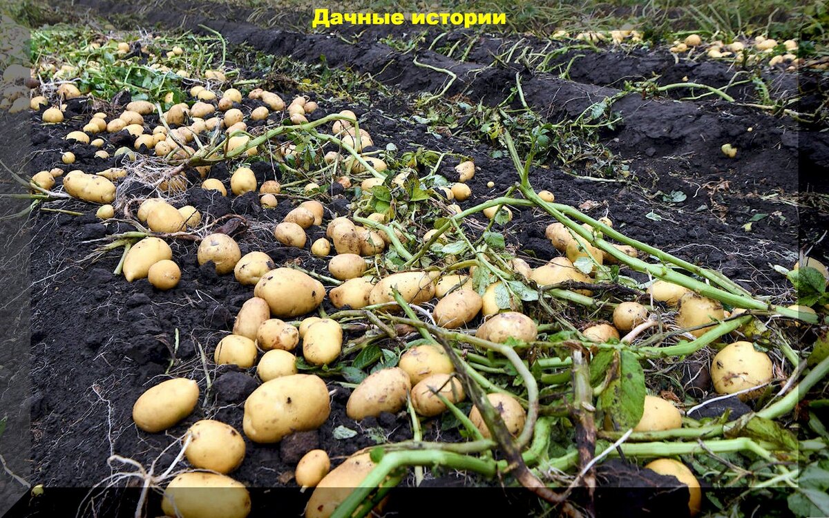 Почему урожайность картофеля возрастает после окучивания? Узнайте причину!