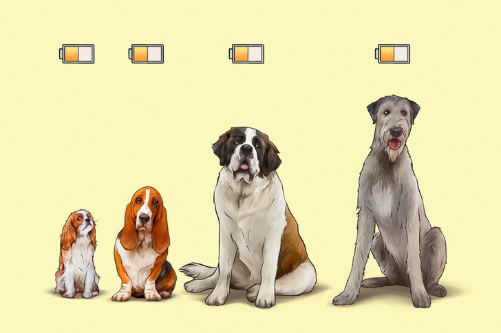     Самые активные и самые ленивые породы собак: список