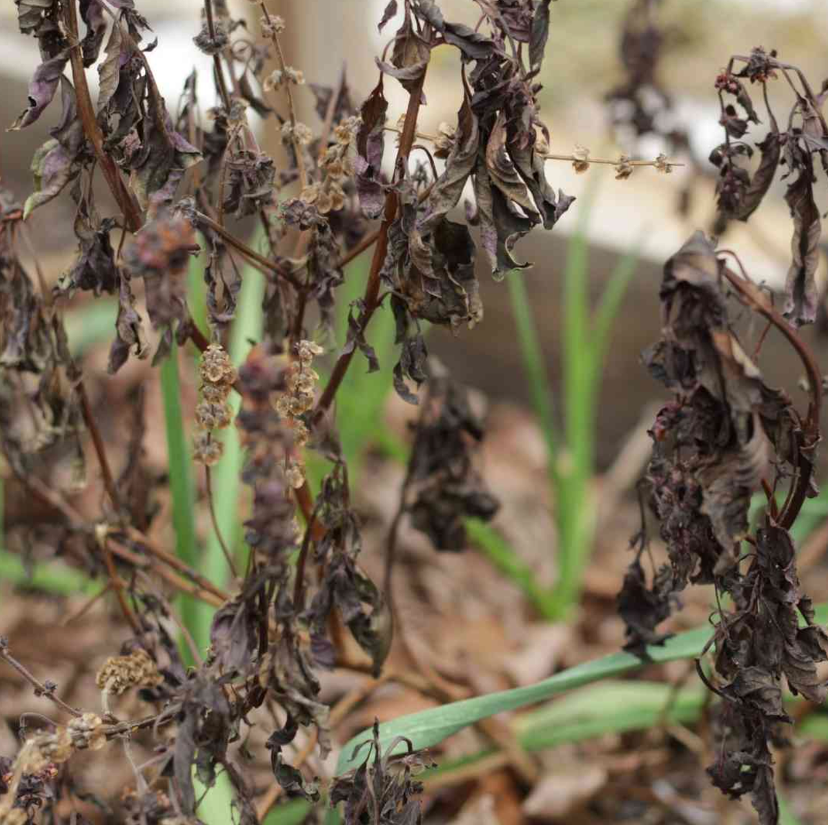Так выглядят «черные морозы»
