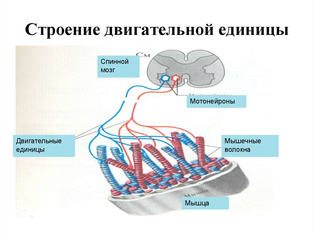 Двигательная единица – это группа мышечных волокон, которые иннервируются одним мотонейроном.