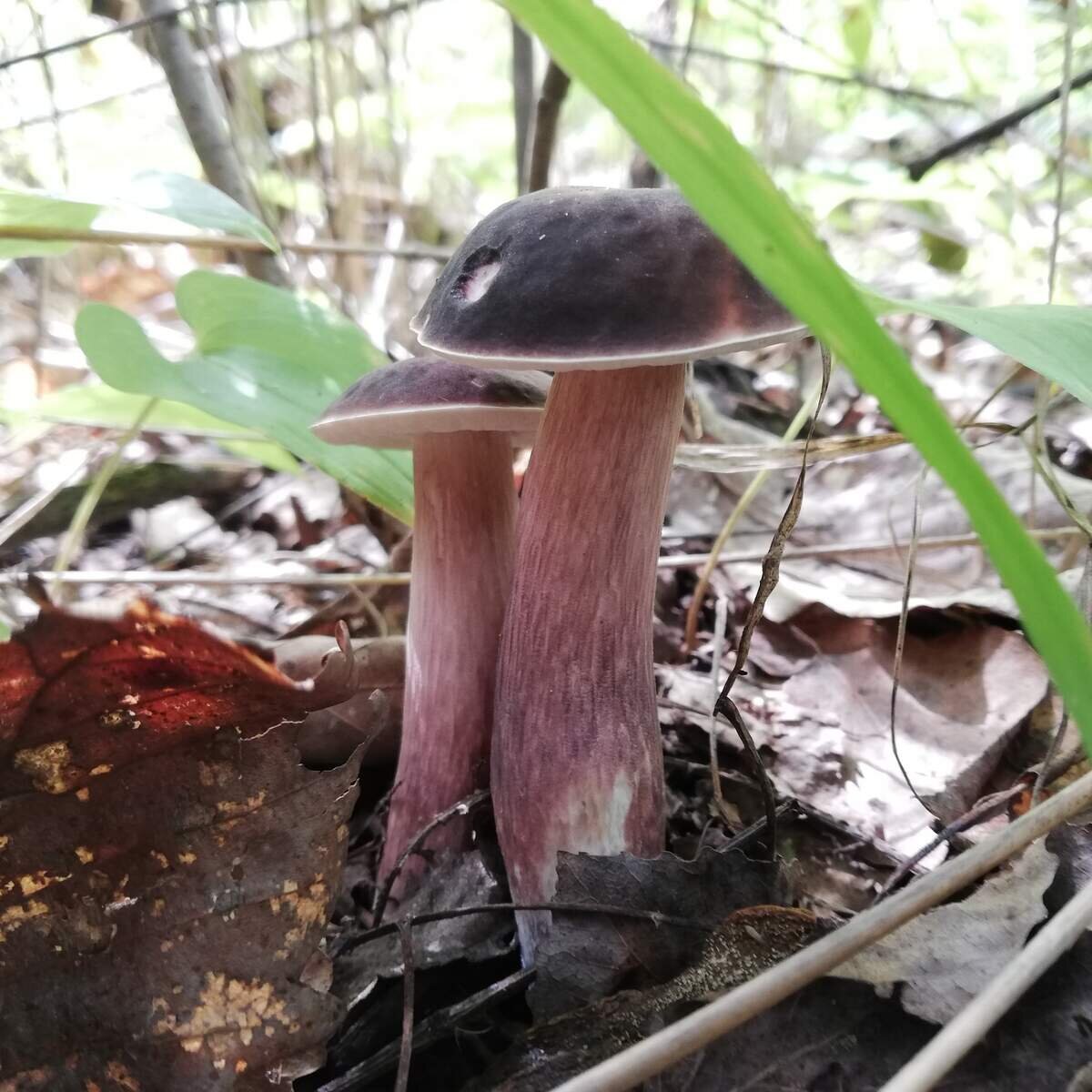 Еще парочка (фото пользователя OOZ)