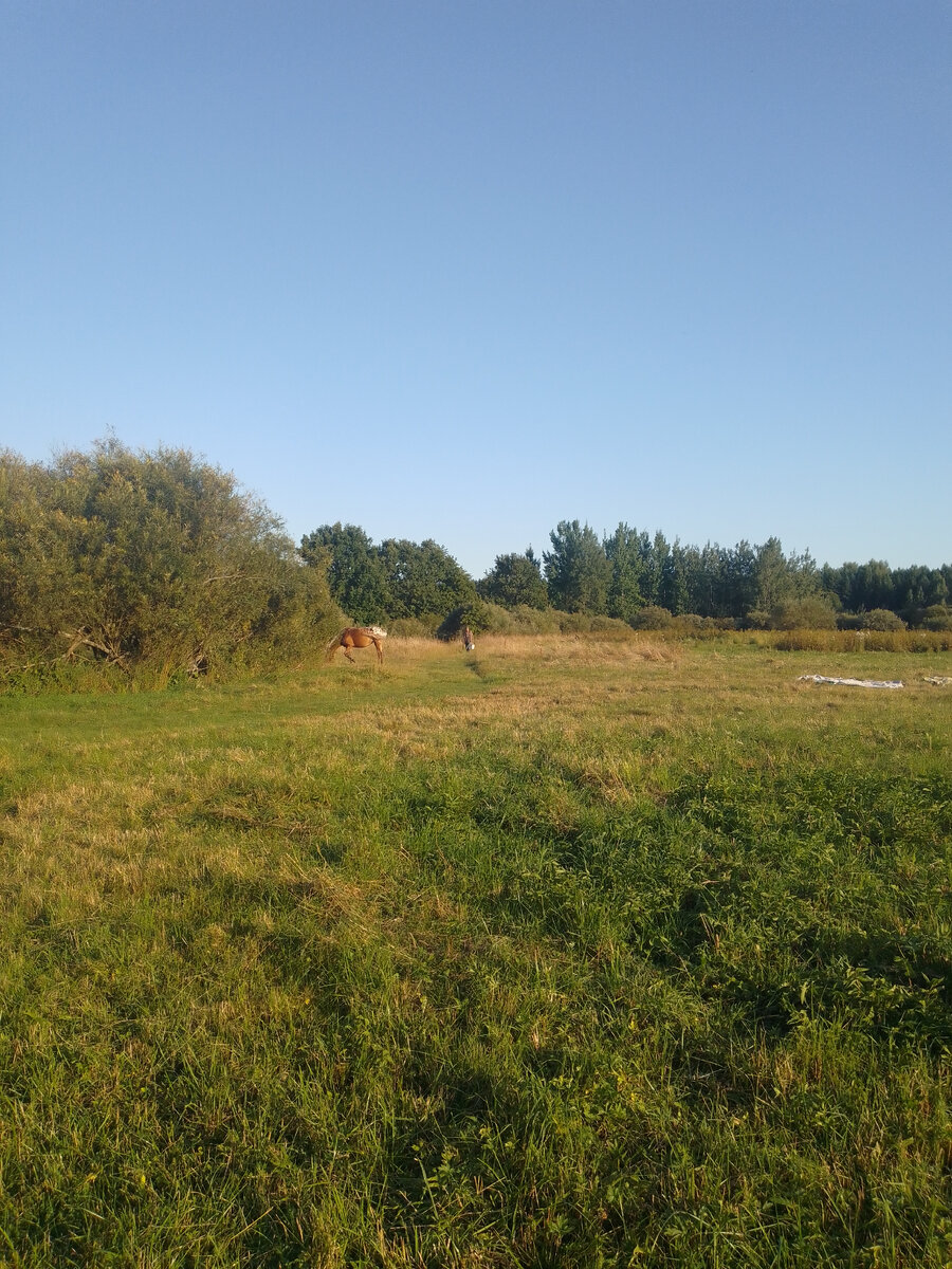 Милая моему сердцу картина - лошадь пасется, муж идет с рыбалки, белье сушится