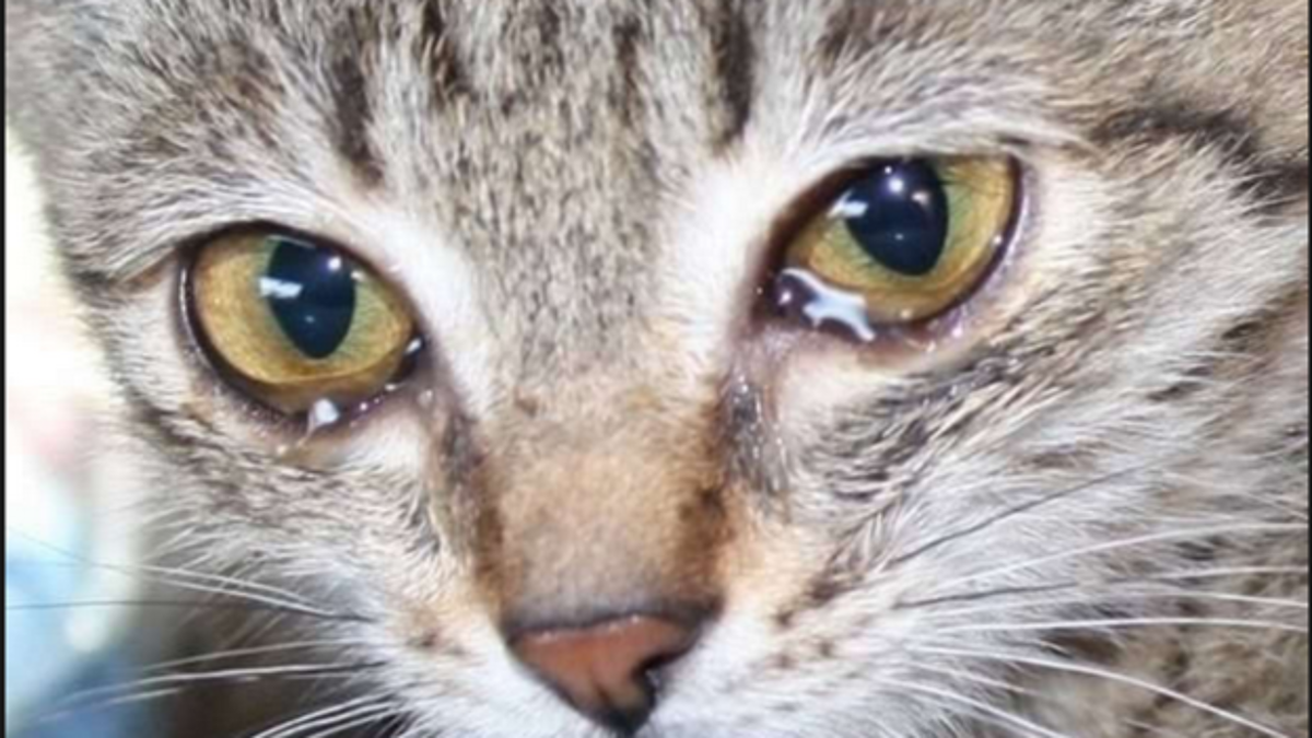 Нет ничего прекраснее ясного кошачьего взгляда. Часто хозяева кошек замечают, что у их подопечных текут слёзы, хотя состояние питомца в полном порядке.-2