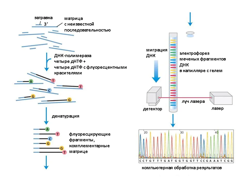 При расшифровке генома папоротника было установлено что. Секвенирование метод Сэнгера. Секвенирование метод анализа ДНК. Секвенирование ДНК метод Сэнгера. Схема химического секвенирования ДНК.