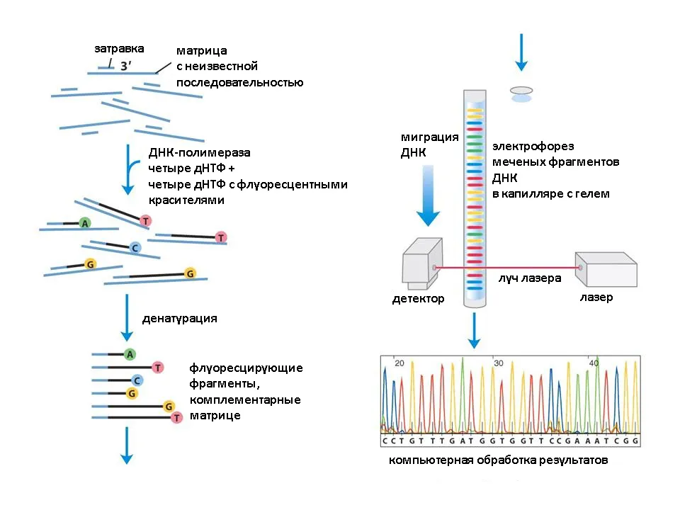 Секвенирования по сэнгеру. Секвенирование метод анализа ДНК. Секвенирование метод Сэнгера. Секвенирование ДНК метод Сэнгера. Секвенирование ДНК метод Сэнгера схема.