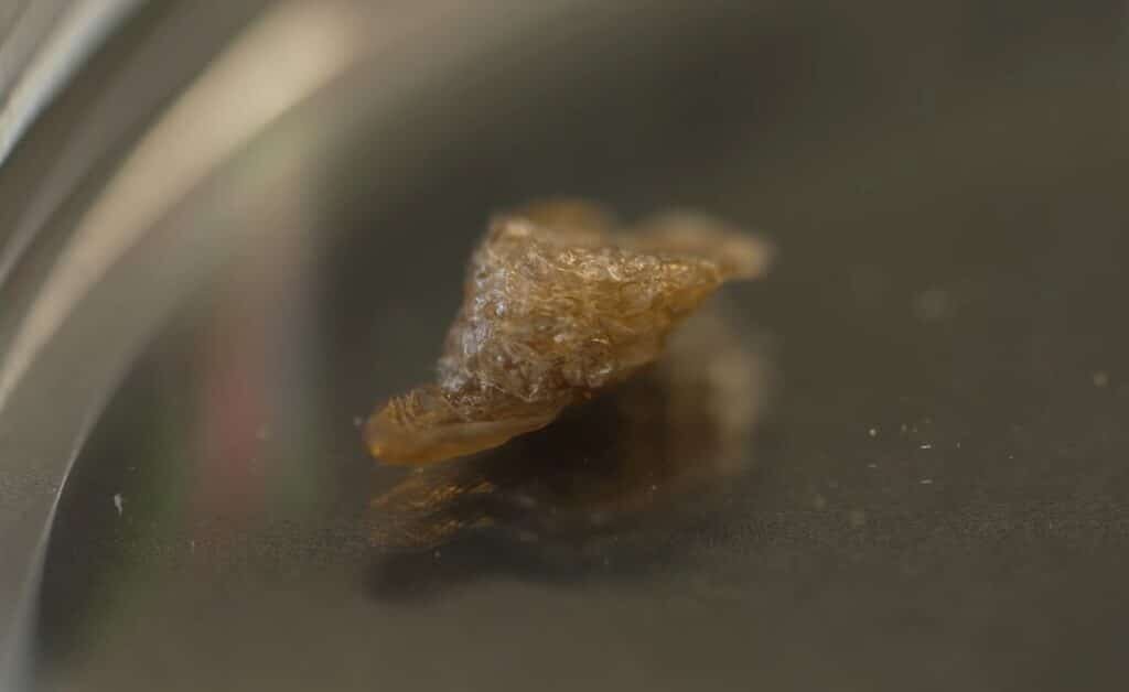    Кусочек программируемого живого материала, выращенного в колбе / © Университет Райса