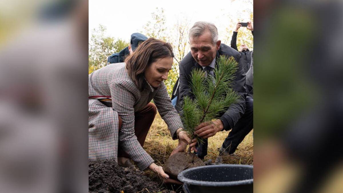    Депутат Татьяна Буцкая и председатель садоводов Чувашской Республики Юрий Соколов закладывают первый саженец будущей хвойной аллеи в честь 300-летия освоения Донбасса императором Петром I / Фото: Анна Темнышова / Вечерняя Москва