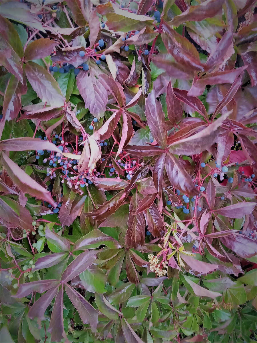 Созрел Девичьи виноград. Фото автора канала.