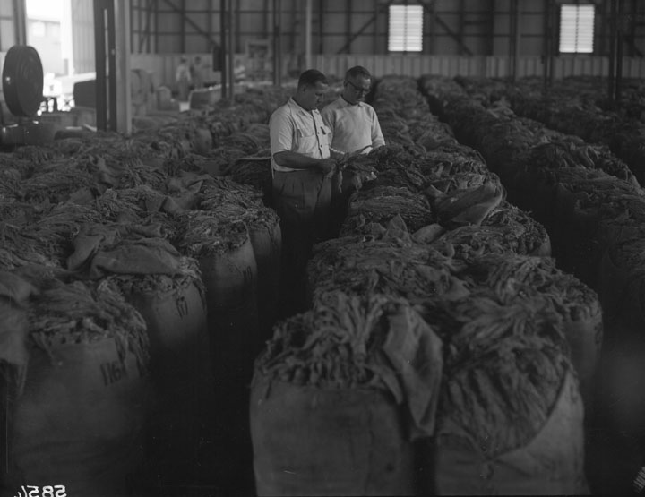 Agriculture And Stock Department, Information Branch, Photography Section. 1955, Южный Квинсленд, Австралия. Табаки в тюках