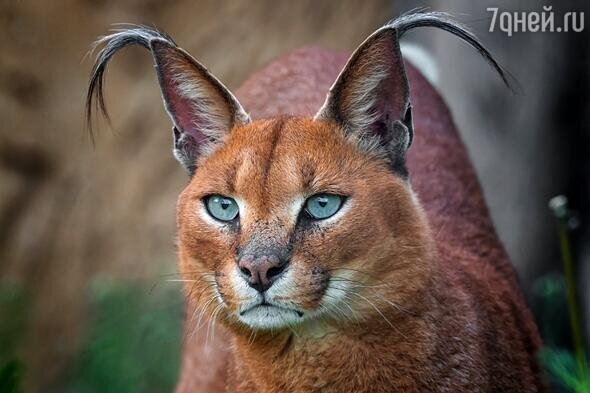    Каракал 123RF/legion-media.ru