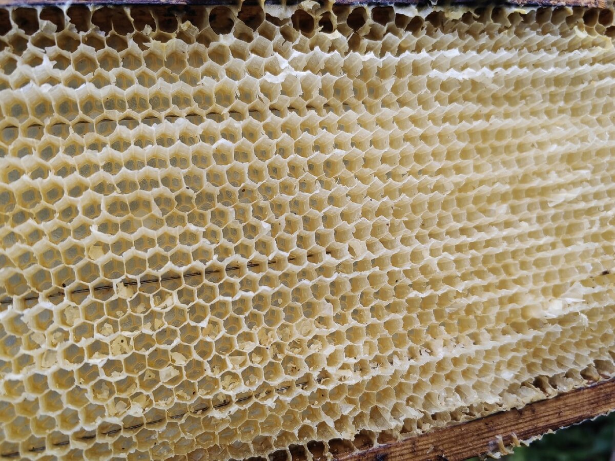 Просушенная рамка. Кстати - рамку использую второй год, но воск после обсушки будто только что оттянутый. 