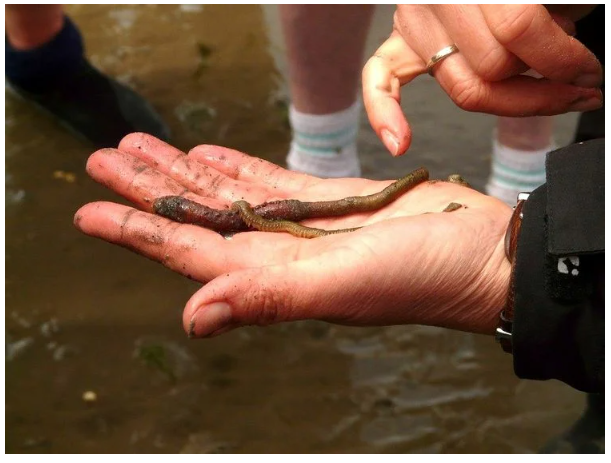 наживка для рыбалки дождевой червь