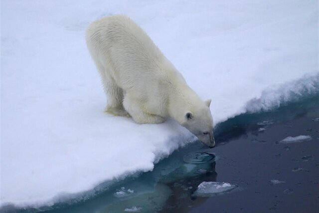    Белый медведь у воды © Д. Банин. rus-arc.ru