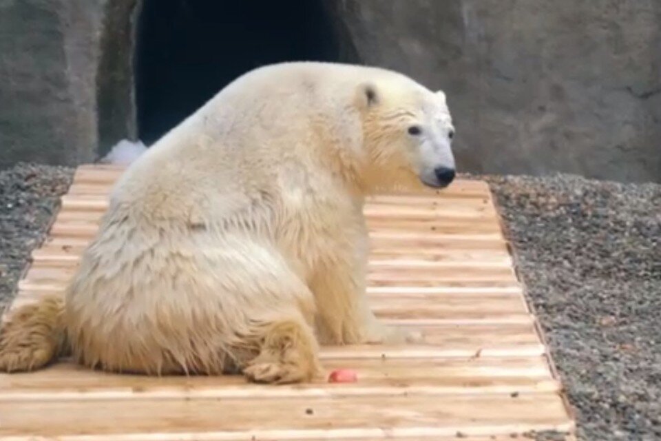     Фото: скриншот из видео Светланы Акуловой