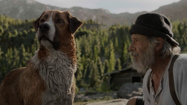 В фильме рассказывается история пса Бака ,который во время «золотой лихорадки»по воле судьбы поменял теплую Калифорнию на холодную Аляску . Бак был домашним псом ,и не был приспособлен к суровой северной жизни . На Аляске он проходит путь от новичка до лидера упряжки . Американо-канадская кинолента снята по мотивам одноименной повести Джека Лондона.