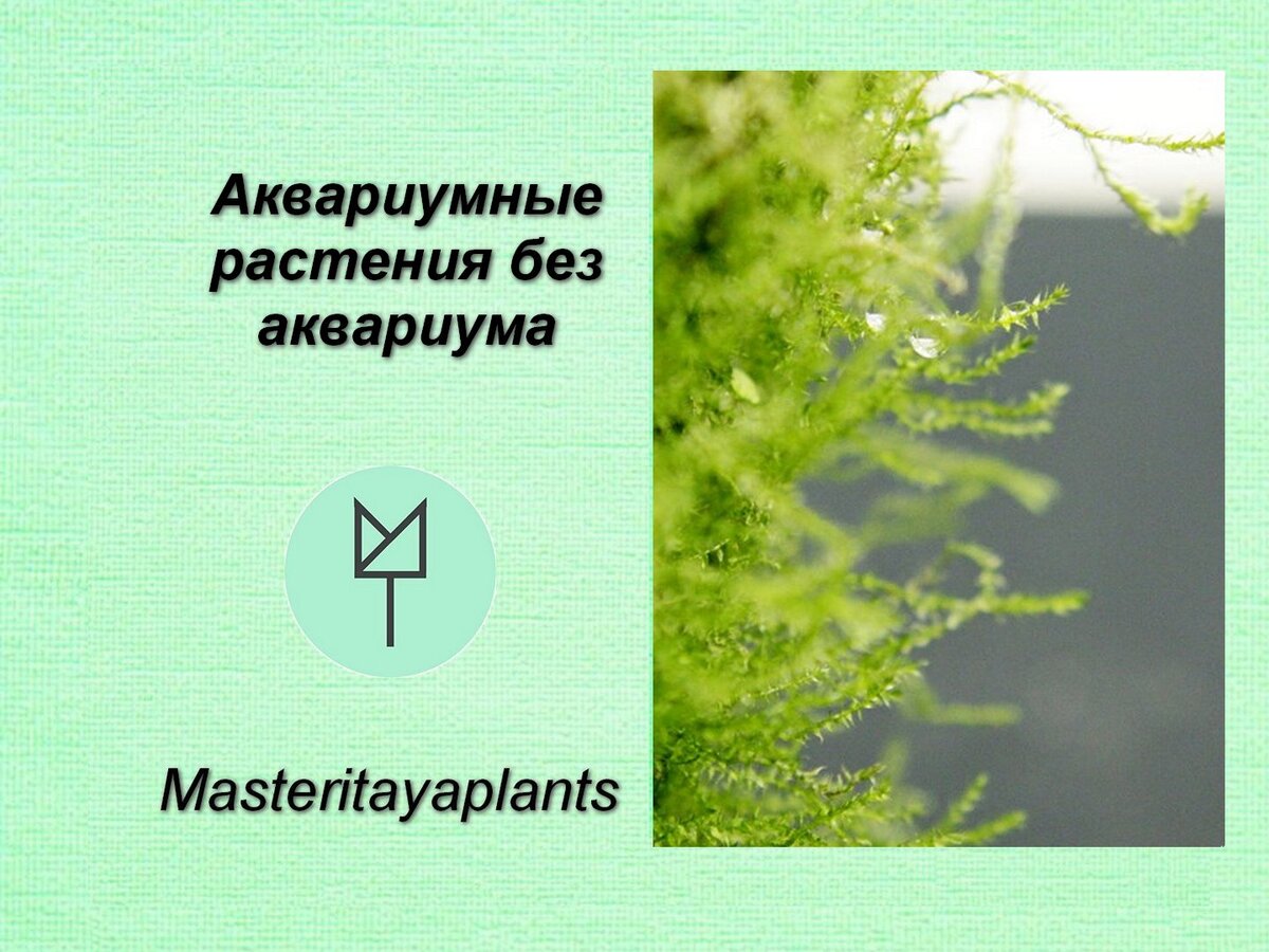 Аквариумные растения в сушке - это вообще что такое? | Masteritayaplants |  Дзен