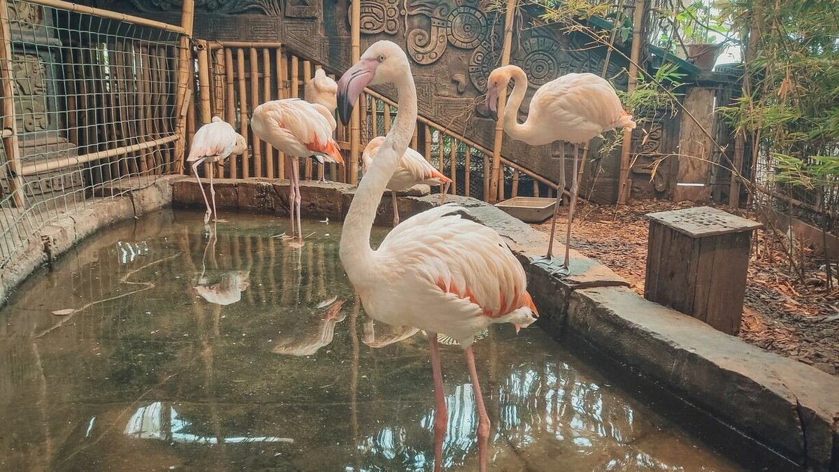     В РФ формируется практика изъятия опасных животных, сообщают «Новые известия». Между тем, львов и тигров продолжают покупать. В список животных, которых запрещено держать дома, входят десятки видов. Он был сформирован ещё в 2019 году.