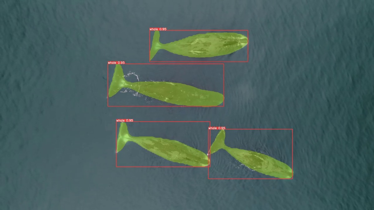 На фото датасет кейса Минприроды «ИИ в поисках гренландского кита»