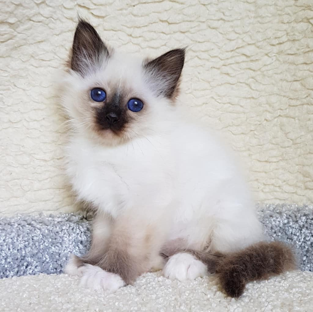 Birman Cat Breed Information, Pictures, Characteristics & Facts Katzen rassen, K