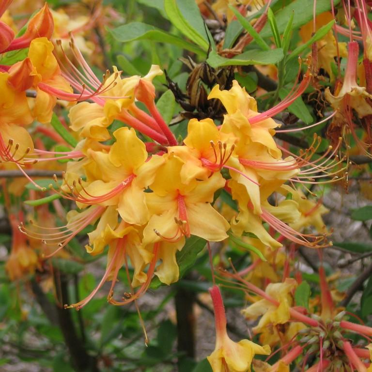 Рододендрон ноготковидный