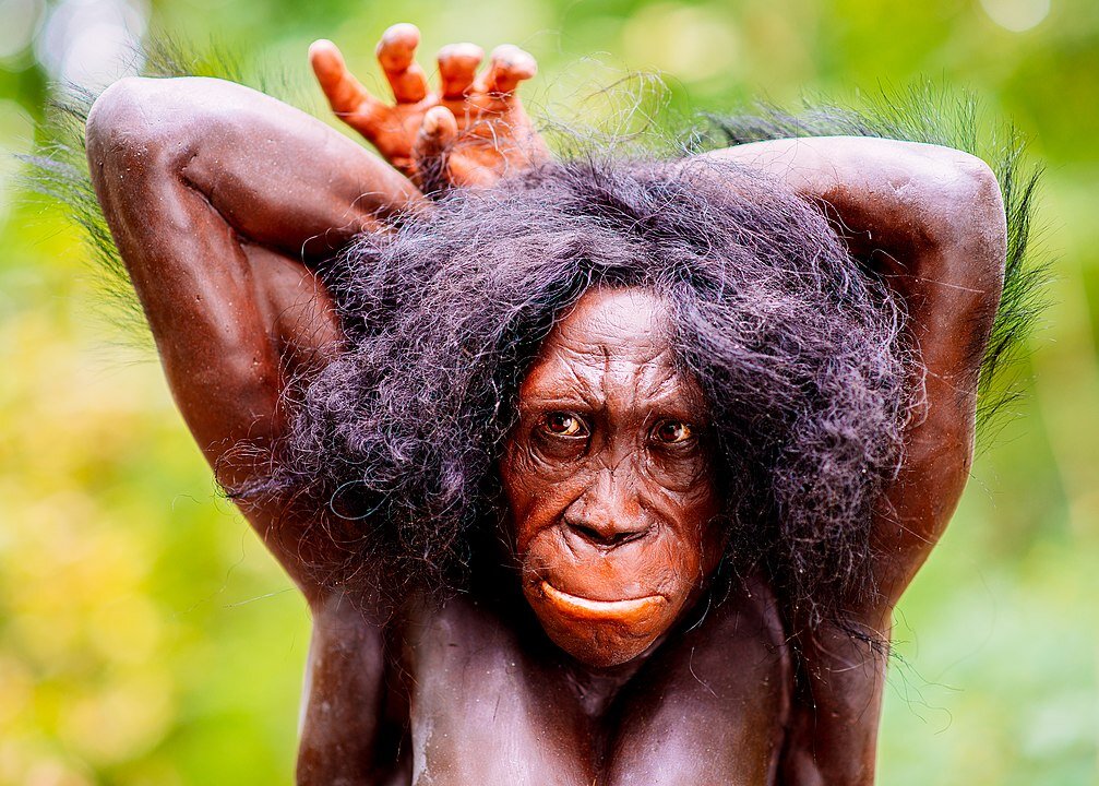 Reconstruction of a largely hairless male A. sediba by Adrie and Alfons Kennis at the Neanderthal Museum, Germany