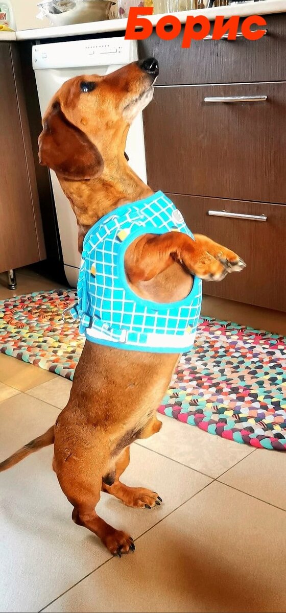 Борис 13 лет