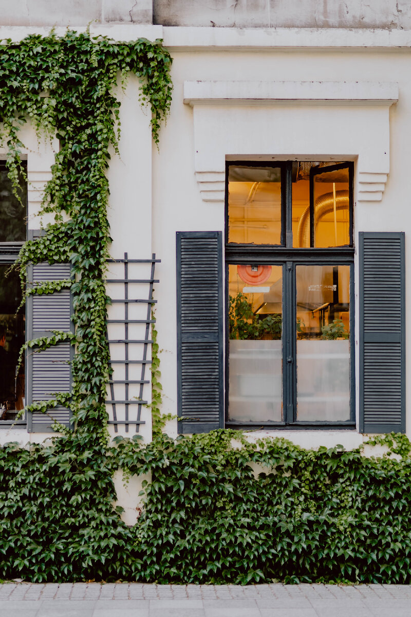 Window location. Ivy building