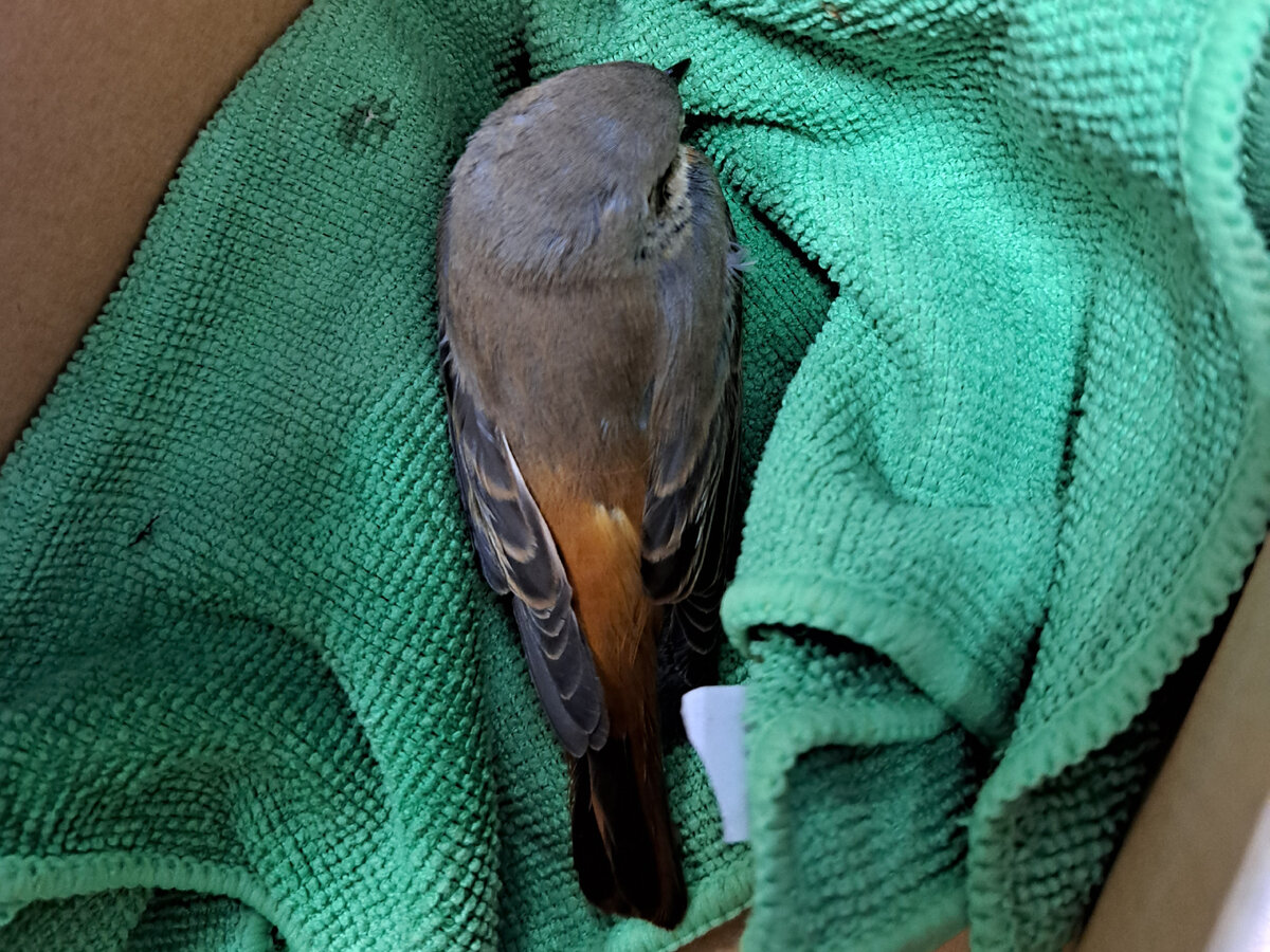 Птица перевернулась на лапы.