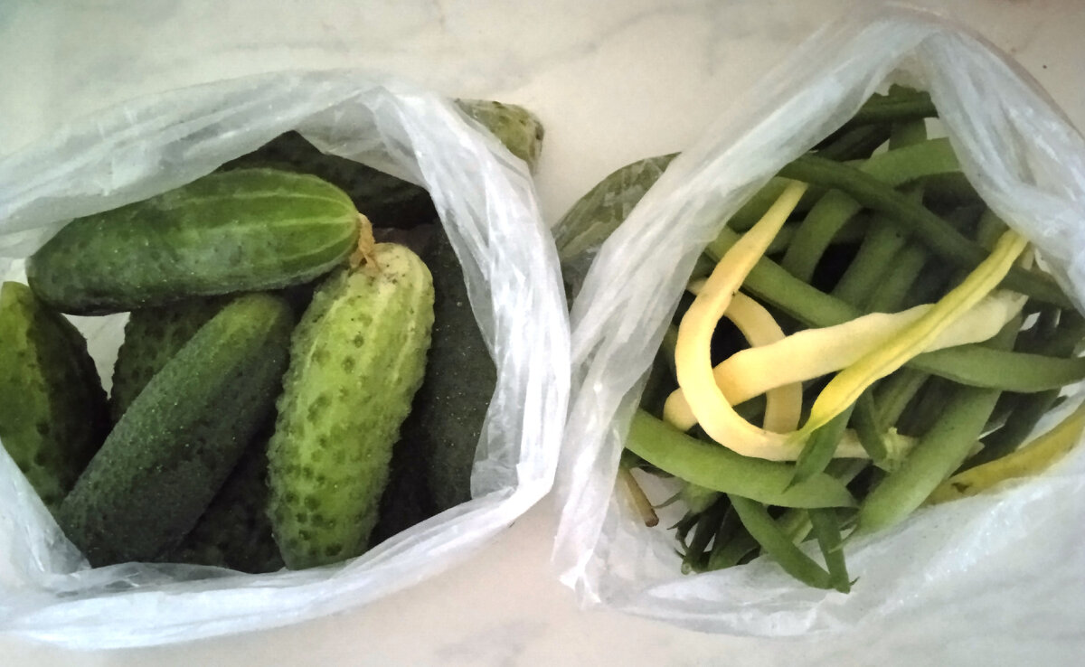 Урожай огурчиков и фасоли