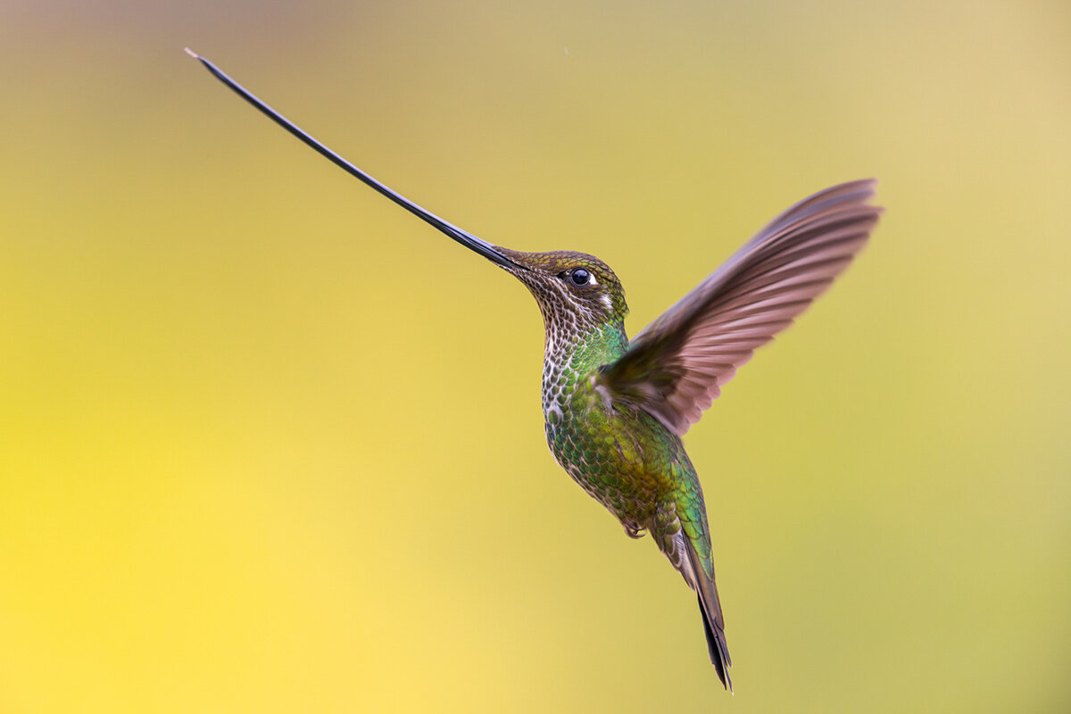    Фото: Bird Photographer of the Year