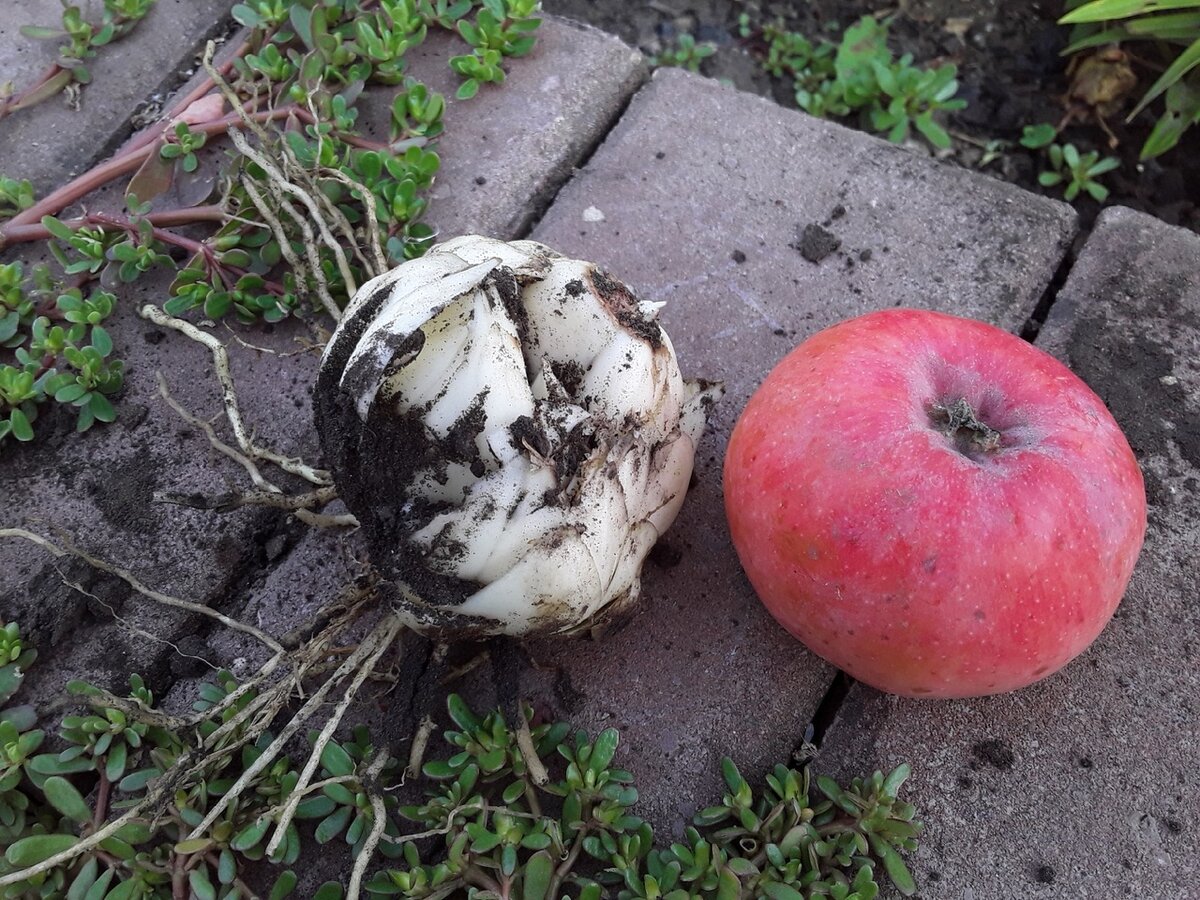 Выкопанная луковица выглядит самым обычным образом